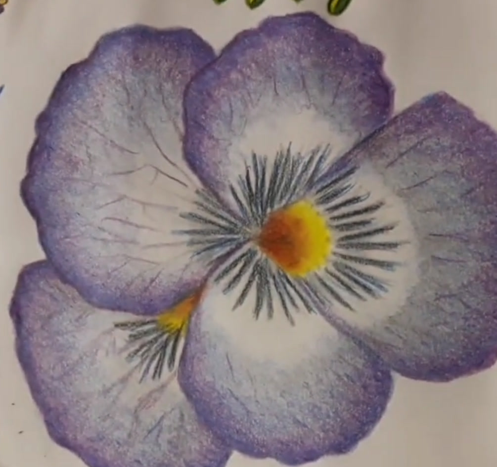 Colored pencil drawing of a purple and white pansy with fine blue veins and a golden yellow center, by Marah Maitale Art