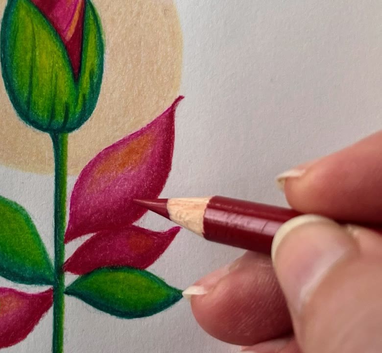 Colored pencil drawing of a magenta flower bud with pink and deep green leaves in front of a golden halo, a red Polychromos pencil adding the last layers