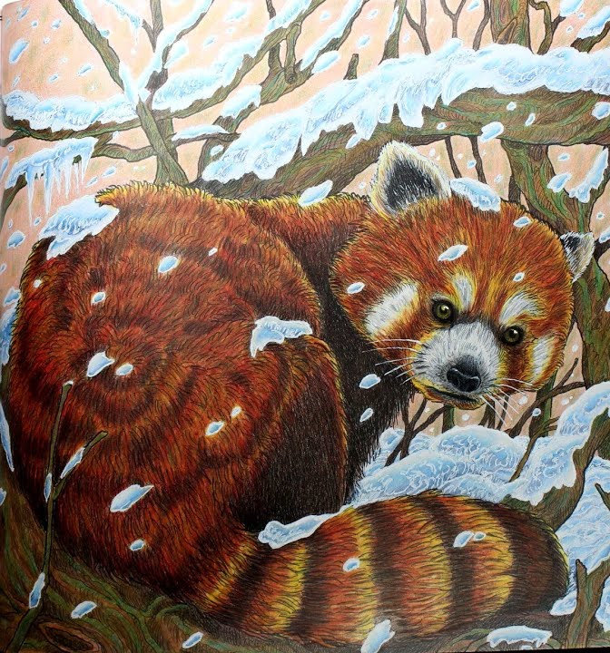 The finished Red Panda page: a red panda with deep red and orange fur and a striped tail, curled up on branches covered in light blue snow, with falling snowflakes and a soft peach sky